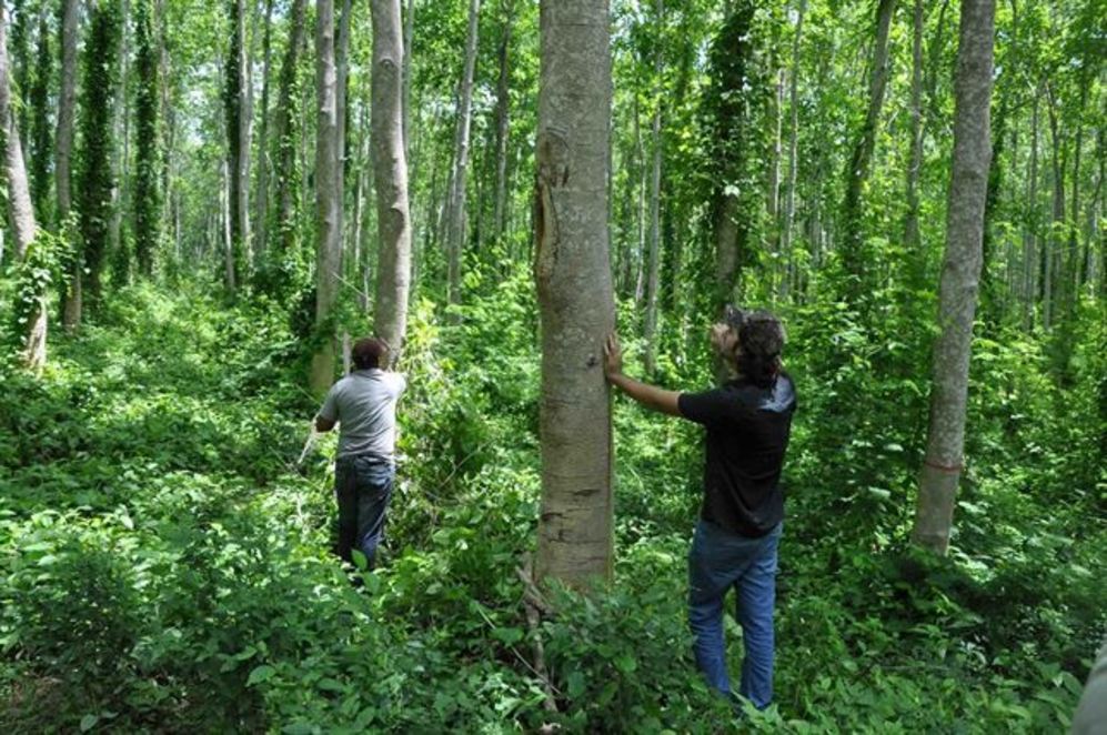 Bosque deforestado por producción de lápices