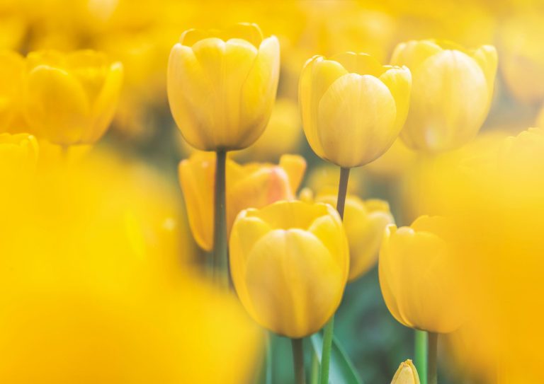 Por qué se asocian las flores amarillas con el amor y la amistad