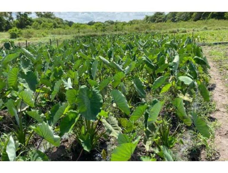 Cultivos ideales en Mérida, Yucatán: Guía completa y práctica