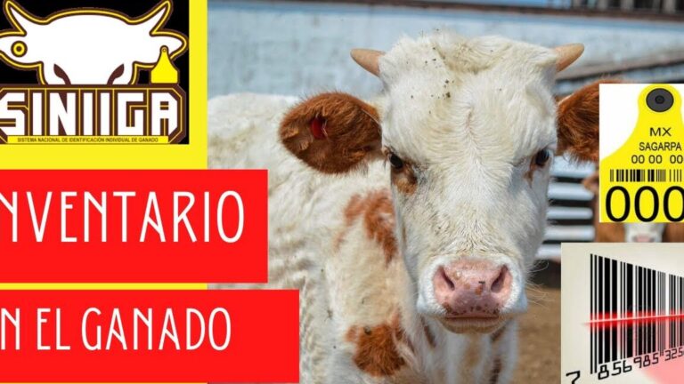 Guía completa: Registro y herrar ganado en México
