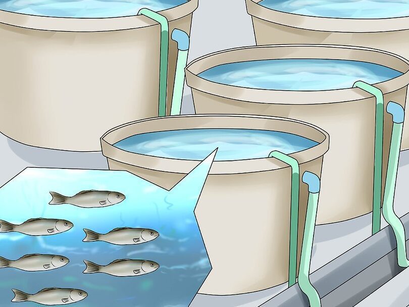 guia para criar tilapia en tanques plasticos exito en la piscicultura