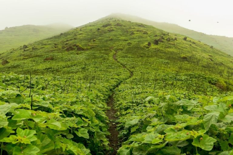 Dónde se encuentran las Lomas en la CDMX y qué las hace especiales