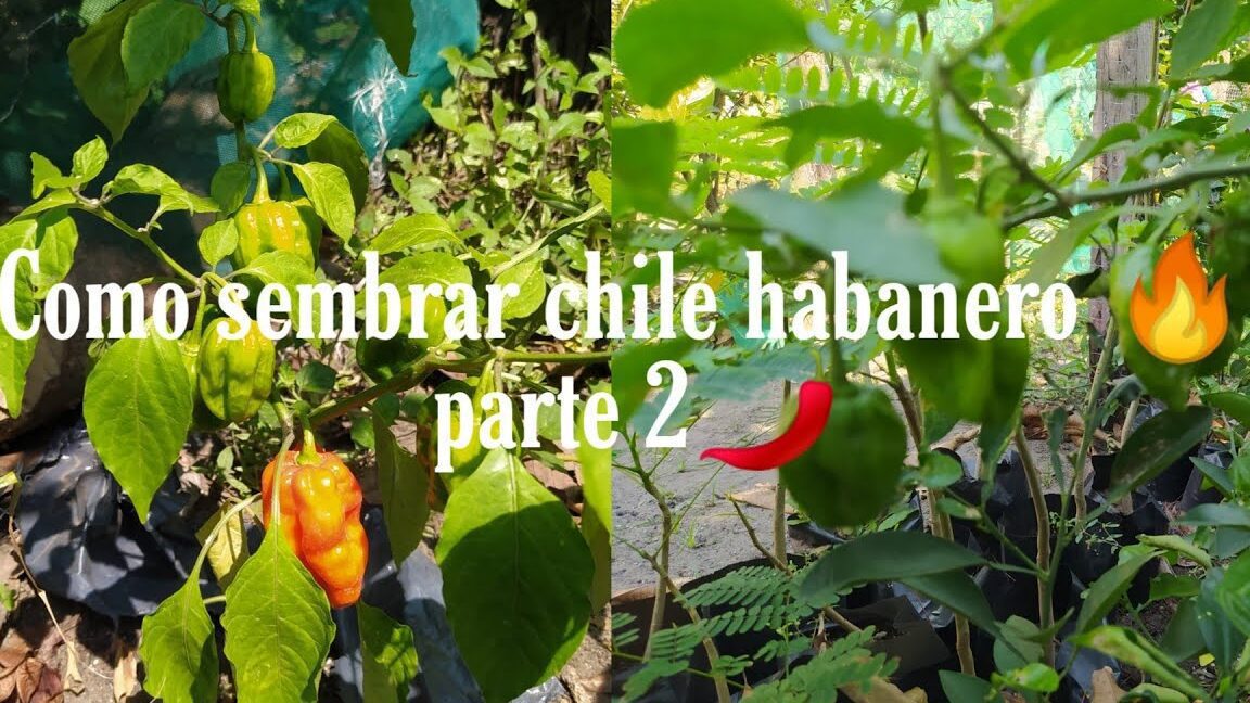 los mejores cuidados para cultivar chile habanero guia completa