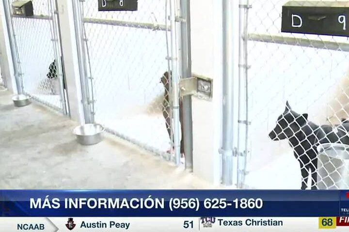 Obtén el número de teléfono de la perrera municipal en tu ciudad