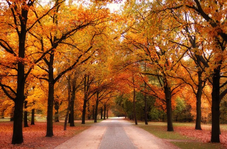 Cuándo inicia oficialmente el otoño en México y qué fechas lo marcan