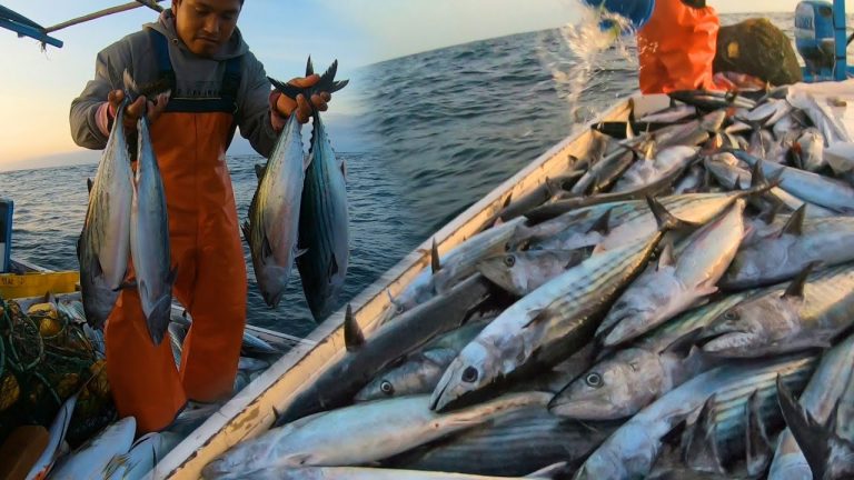 Qué opciones de pesca deportiva hay en Los Cabos