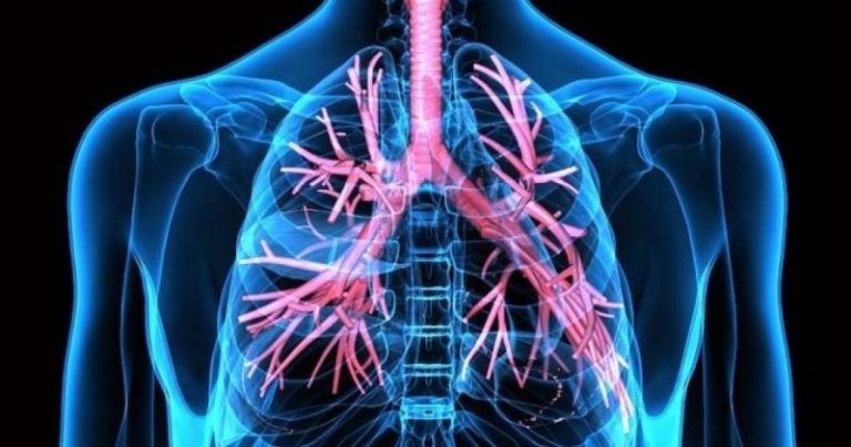 Qué Debes Saber Sobre los Pugs: Cuidados, Características y Salud