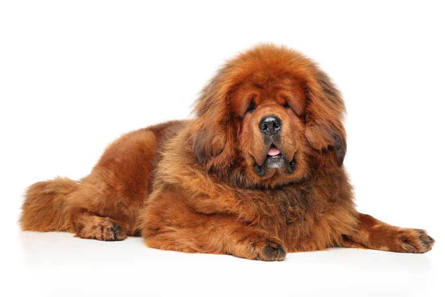 tibetano