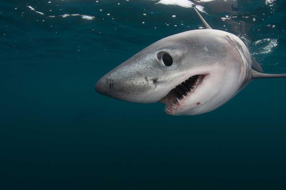 tiburones
